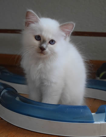 Pip